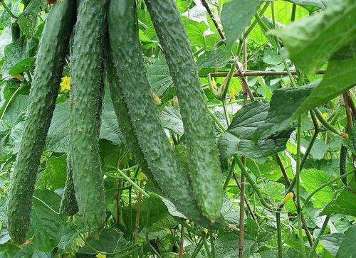 如何拥有吃瓜的动作,解锁夏日清凉新姿势