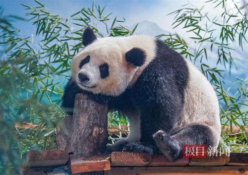 大熊猫洗澡吃瓜,洗澡吃瓜两不误