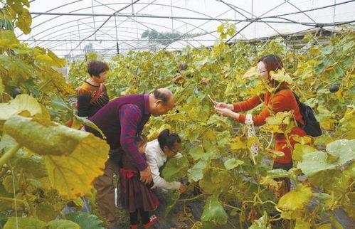 吃瓜看瓜不当瓜下一句,揭秘网络舆论背后的真相