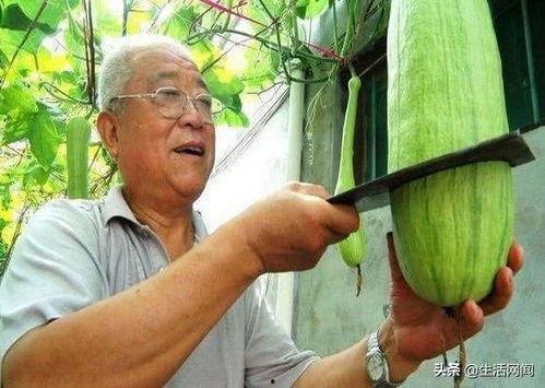 吃各种奇怪的瓜去哪看,探寻各地独特瓜果的奥秘