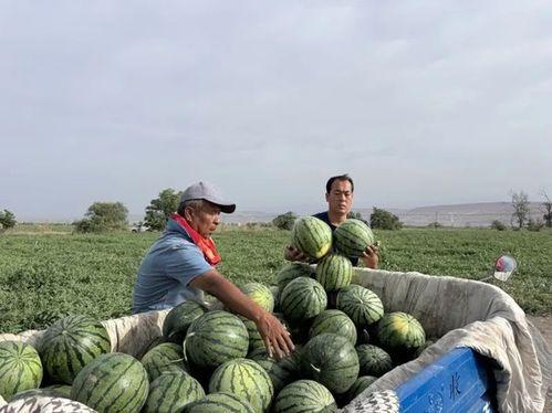 吃瓜漱石,揭秘娱乐圈的甜蜜与苦涩