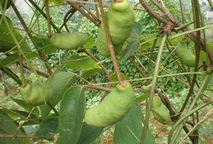 六月瓜怎么吃,解锁夏日清新美味