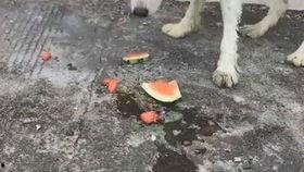 狗狗吃瓜现场