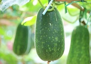 夏日必吃瓜文章,盘点夏日必吃瓜果清单