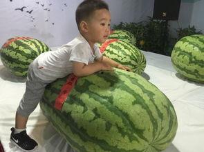 藏族最近吃瓜事件,揭秘背后文化冲突与网络热议