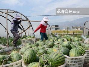 近期热门吃瓜事件浙江,揭秘近期热门吃瓜事件背后的真相