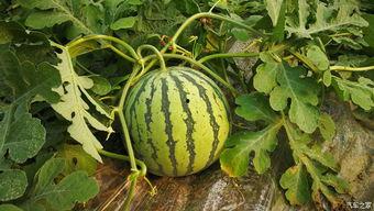 升升吃瓜,揭秘娱乐圈那些不为人知的幕后故事