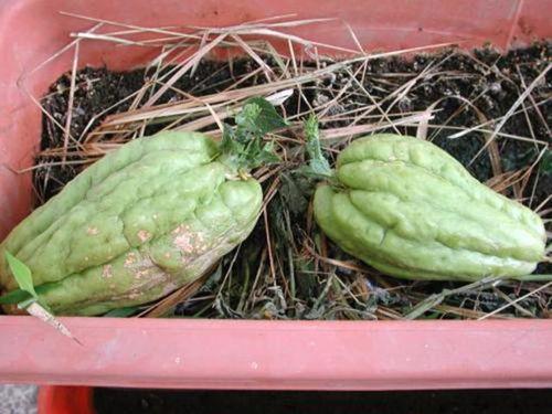 婴儿在盆里吃瓜,萌态十足引围观