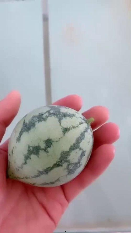 自己动手怎么吃瓜,揭秘在家轻松吃瓜的乐趣