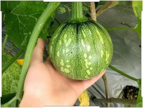 小夏同学吃瓜,揭秘娱乐圈那些不为人知的幕后故事