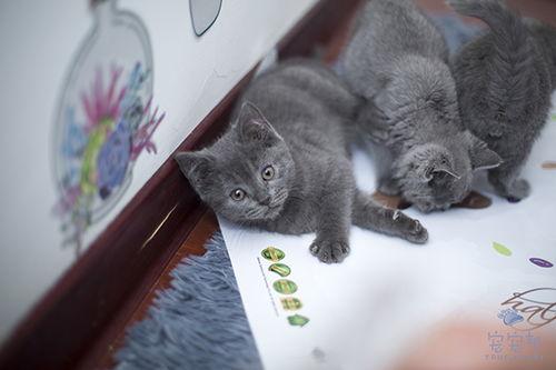 蓝猫吃瓜视频,揭秘娱乐圈幕后故事