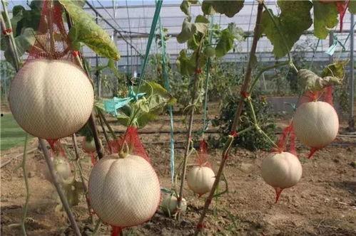 玉泉湾吃瓜比赛,一场别开生面的吃瓜盛宴