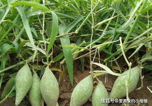 羊角瓜什么时候吃,羊角瓜的最佳食用时机揭秘