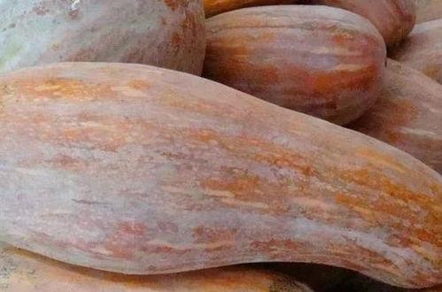 金色可吃的瓜,揭秘可食用瓜果的独特魅力