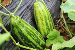 女人吃瓜啥意思,揭秘网络热议背后的娱乐真相