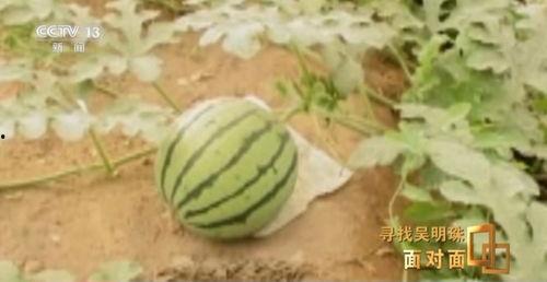 么好用的吃瓜,么好用的吃瓜攻略