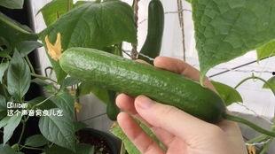 梦见摘墙上的瓜吃,墙瓜诱惑下的奇幻食旅