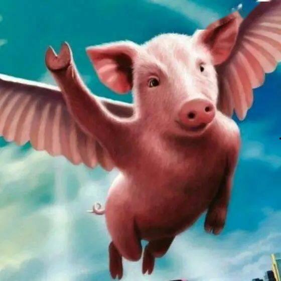 野猪吃瓜头像高清图,趣味横生的自然瞬间