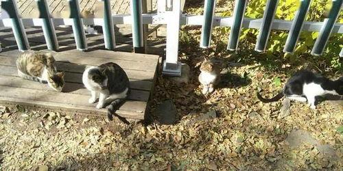 肥猫吃大瓜,大瓜美食盛宴