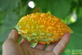 黄金赖瓜怎么吃,解锁美味新体验