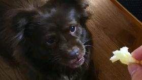 狗子路过吃瓜,意外吃瓜，揭秘背后惊人真相