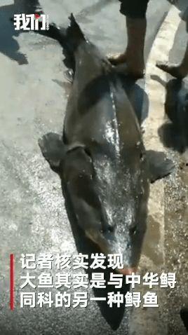 吃瓜大鱼打工人,打工人生的酸甜苦辣