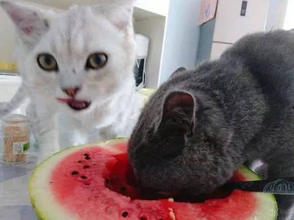 猫咪可以瓜吃吗,瓜类食材的适宜性分析