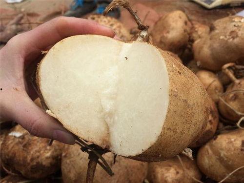 土瓜什么季节吃,土瓜的最佳食用季节概述