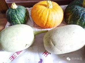 吃瓜种肚子里长瓜