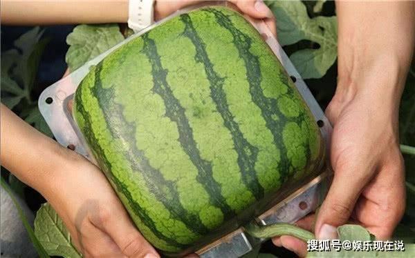 高清吃瓜资源,揭秘娱乐圈幕后真相