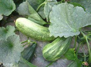 吃绿蓉瓜的好处